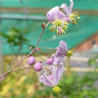 Thalictrum rochebrunianum var. grandisepalum